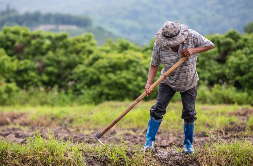  Governo Federal publica MP para desconto e renegociação de dívidas de produtores rurais gaúchos Medida Provisória 1.247/2024 oferece alívio financeiro para agricultores afetados pelas fortes chuvas entre abril e maio.