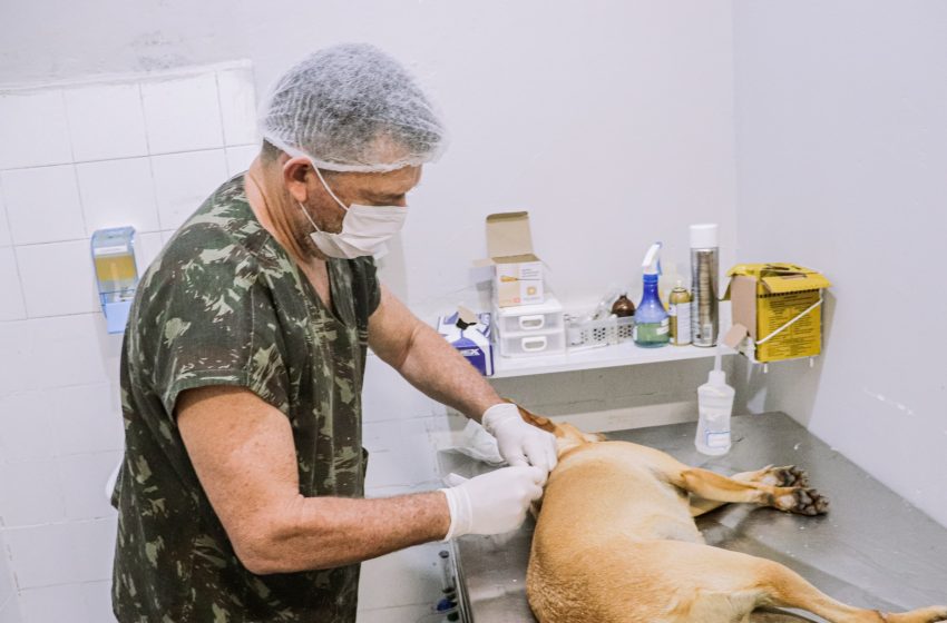 Prefeitura do Cabo oferece serviço gratuito de castração para cães e gatos Programa “Cabo Amigo Bicho” prioriza famílias de baixa renda, protetores independentes e ONGs; cadastro é feito por WhatsApp.