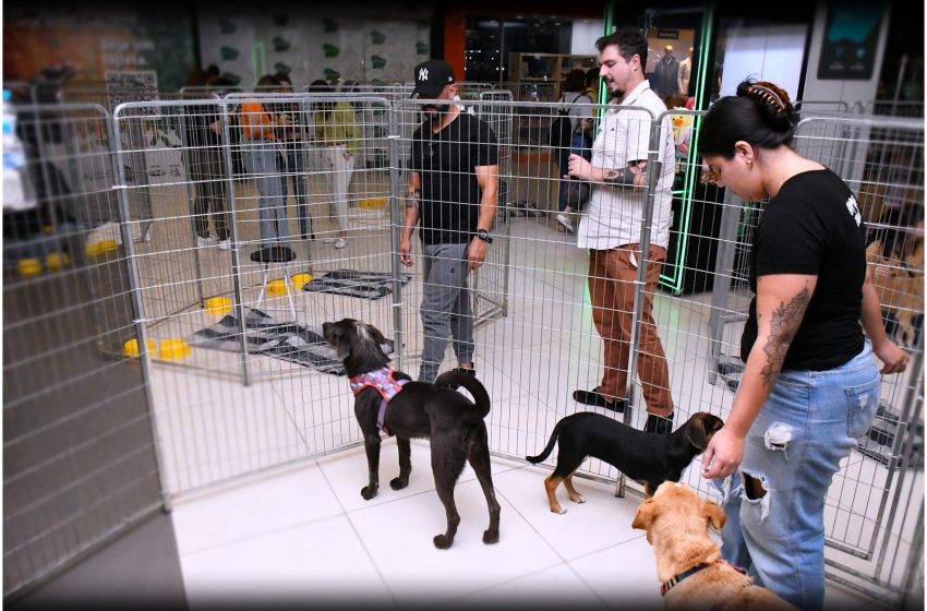  Adoção de cães e gatos movimenta Galeria do Carrefour Recife em agosto Em parceria com a ONG Abrigo Pegadas de Anjo, evento no dia 23 oferece pets vacinados, vermifugados e castrados, prontos para ganhar um novo lar.