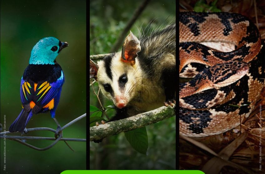  Semana da Fauna promove soltura de animais, palestras e oficinas em Pernambuco Programação acontece entre 22 e 27 de setembro no Parque Dois Irmãos, Suape, CPRH e municípios do Agreste, com foco na preservação da biodiversidade e no combate ao tráfico de animais silvestres.