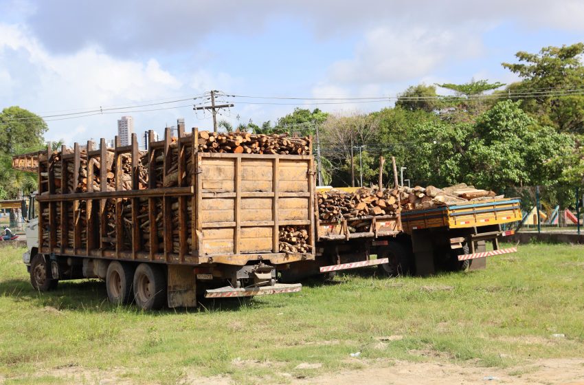  CPRH apreende quatro caminhões com 14 toneladas de madeira irregular na RMR Entre 16 e 19 de setembro, operações em parceria com BPA e Depoma resultaram em R$ 17 mil em multas e intensificam combate ao desmatamento em Pernambuco.