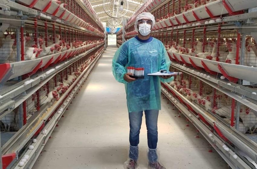  Adagro realiza treinamento sobre sanidade avícola e prevenção da influenza aviária em Arcoverde Capacitação reunirá mais de 40 fiscais estaduais e gestores da Agência, com apoio do MAPA, para fortalecer ações do Plano Nacional de Sanidade Avícola.
