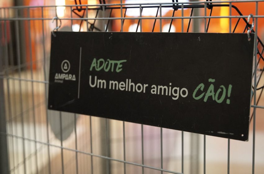  Recife recebe evento de adoção responsável de cães e gatos no Carrefour Iniciativa em parceria com a ONG Abrigo Pegadas de Anjo acontece no dia 20 de setembro, com pets vacinados, castrados e prontos para ganhar um novo lar.
