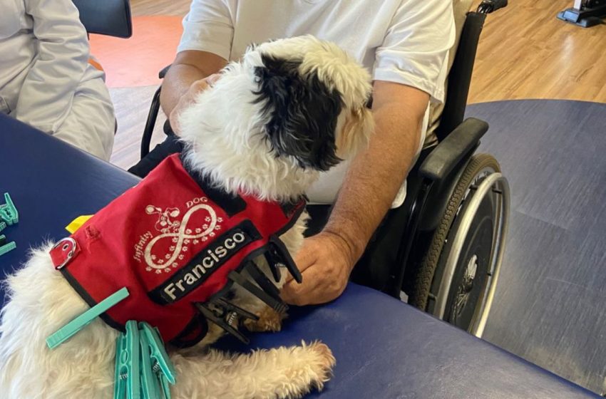  Tratamento Assistido por Animais (TAA) mostra resultados de transformação na recuperação de pacientes