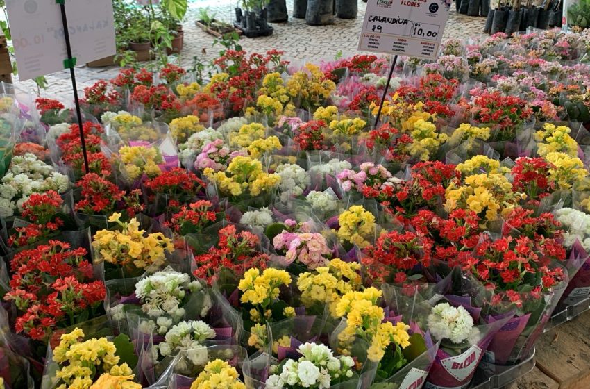 Festival Flores de Holambra celebra 28ª edição no Pátio do Carmo com mais de 150 espécies de plantas Evento tradicional no Centro do Recife reúne flores ornamentais, itens de jardinagem e decoração com preços a partir de R$ 5; entrada é gratuita.