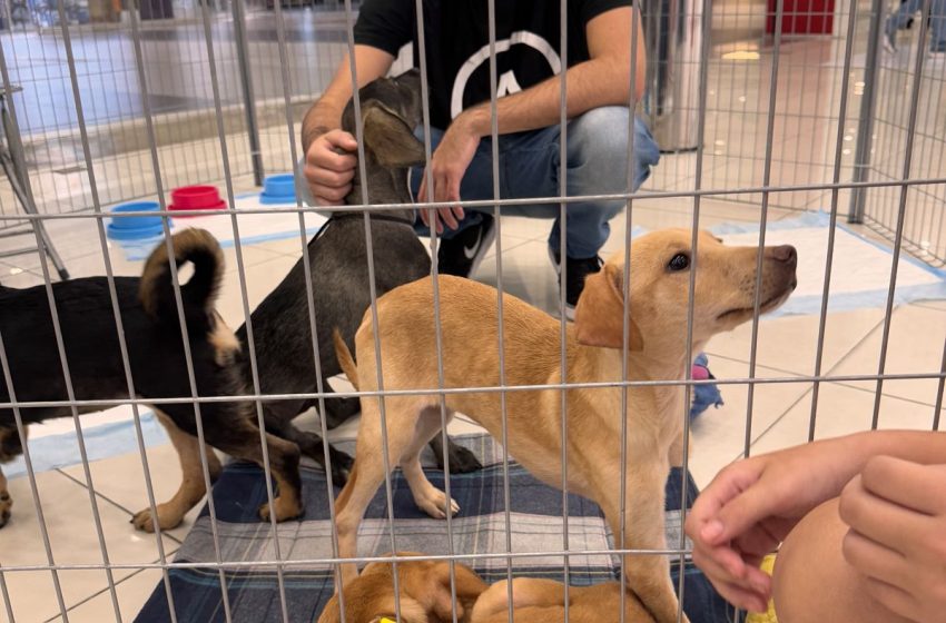  Pets resgatados pela ONG Abrigo Pegadas de Anjo participam de evento de adoção no Carrefour Recife