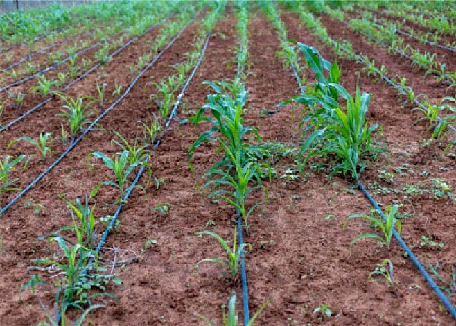 Água do São Francisco leva irrigação e impulsiona produção em 18 comunidades reassentadas do PISF Com sistemas de irrigação, assistência técnica e geração de renda, mais de 848 famílias agricultoras do semiárido têm acesso à água e novas oportunidades produtivas nos Eixos Norte e Leste.