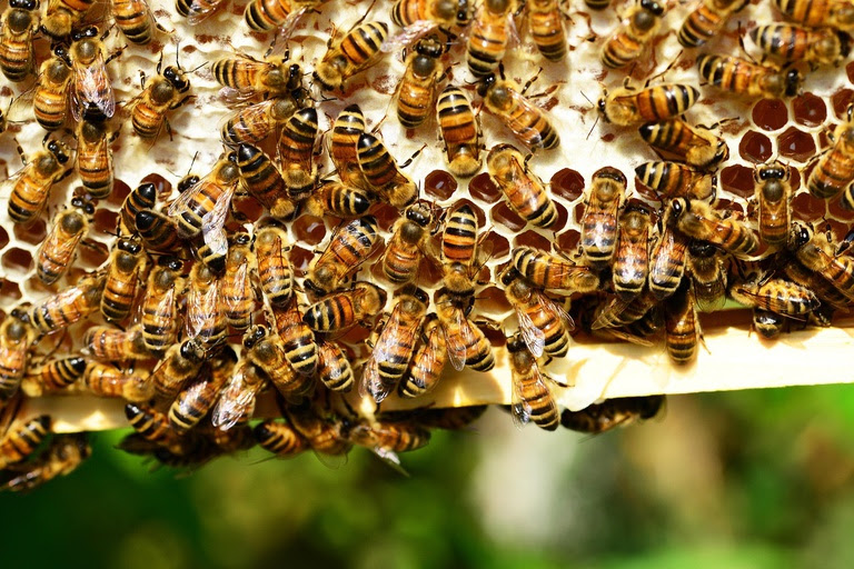  Dia Nacional das Abelhas: Rota do Mel fortalece agricultura familiar e preservação ambiental Presente em 13 estados e 370 municípios, iniciativa do MIDR já investiu R$ 13,7 milhões desde 2019, beneficiando mais de 2,3 mil produtores e gerando inclusão produtiva, emprego e conservação da biodiversidade.