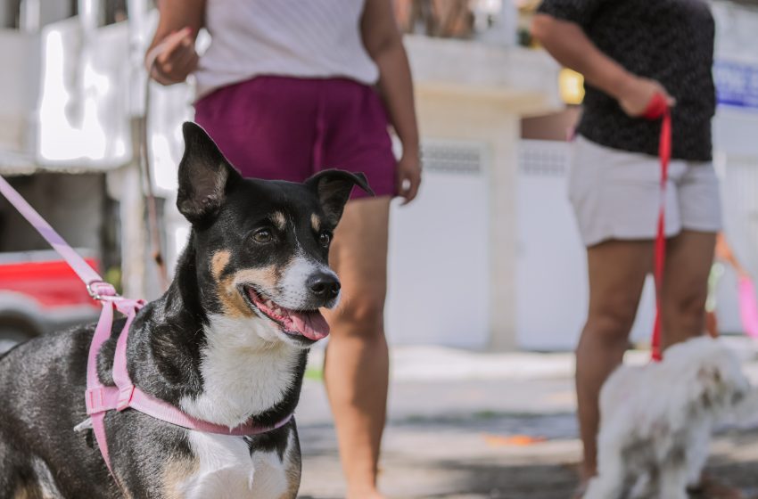  Cabo realiza Dia “D” de Vacinação Antirrábica neste sábado (8) Ação acontece das 9h às 16h em 14 pontos do município, com foco na imunização de cães e gatos e na prevenção da raiva em toda a comunidade.