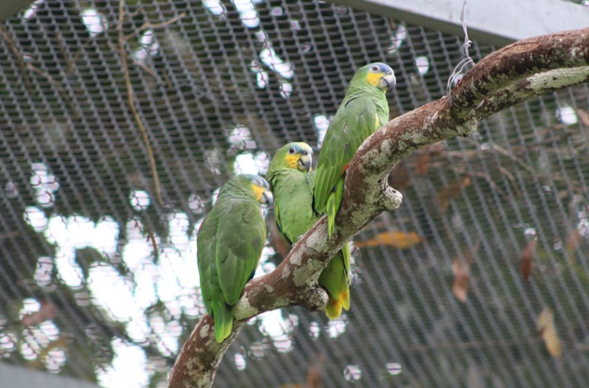  Aves, répteis e mamíferos chegam em maior quantidade ao Centro de Triagem de Animais Silvestres em 2025 Cetras Tangará recebeu mais de 9,3 mil animais ao longo do ano, com destaque para aves, e realizou a soltura de mais de 4 mil espécimes após reabilitação.