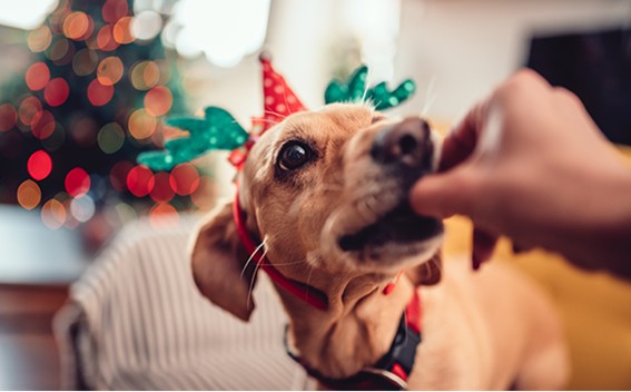  Festas de fim de ano exigem cuidados redobrados com pets para evitar estresse, fugas e intoxicações Especialista alerta que fogos, barulho, alimentos inadequados e mudanças na rotina aumentam riscos para cães e gatos durante Natal e Réveillon.