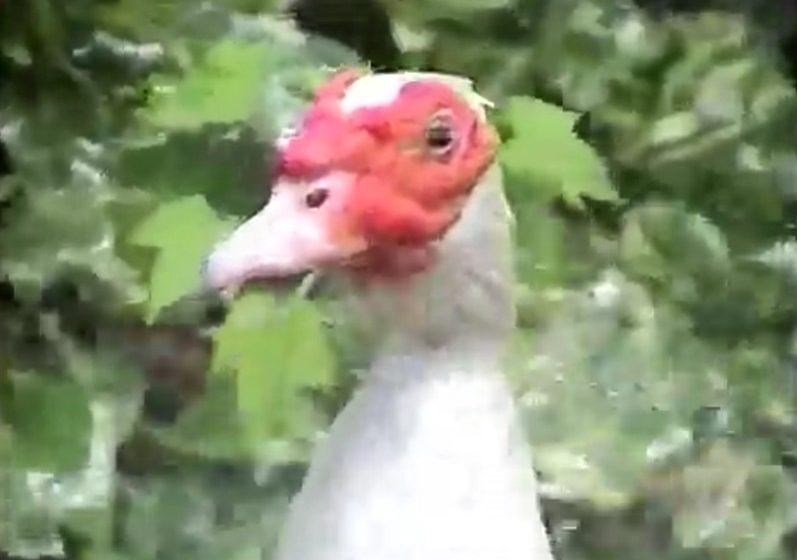  Cinema da Fundação exibe Chama Curtas: Faça Pior… com Fernando Peres e imersão em arquivo audiovisual Sessão especial reúne curtas, vídeos e intervenções do multiartista recifense, recuperando memória da cena alternativa e independente de Recife e Olinda nos anos 2000.