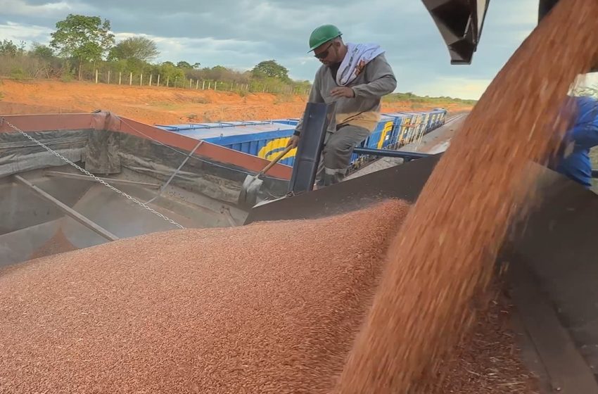  Transnordestina transporta 946 toneladas de sorgo em segundo teste operacional Carga saiu do Piauí e chegou ao Ceará em pouco mais de 16 horas, reforçando a expectativa pela retomada do transporte ferroviário no Nordeste.