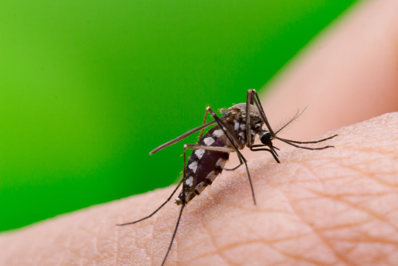  Brasil pode registrar até 1,8 milhão de casos de dengue em 2026, alertam especialistas Projeções da Fiocruz e FGV indicam alta das arboviroses; infectologista reforça importância da vacinação, do uso de repelentes e do diagnóstico precoce.