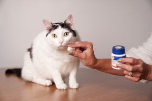  Depressão, estresse e agressividade: como identificar, tratar e prevenir transtornos emocionais em cães e gatos Veterinária explica sinais de alerta, opções de tratamento e estratégias de prevenção para garantir o bem-estar emocional dos pets