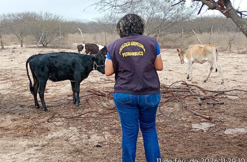  Adagro intensifica fiscalização contra inadimplência na vacinação de brucelose em Iati Ação visitou propriedades irregulares no Agreste e reforça meta estadual de controle sanitário