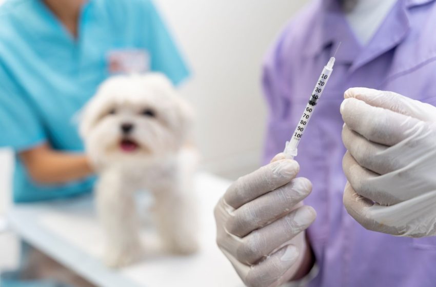  Brasil completa mais de dez anos sem casos de raiva humana transmitida por cães Resultado histórico é atribuído às campanhas de vacinação do SUS e à atuação integrada da vigilância em saúde animal e humana