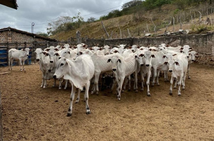  Sebrae promove seminário no Recife para fortalecer a bovinocultura de corte na Zona da Mata Evento gratuito apresenta resultados de projeto que beneficiou mais de 50 produtores e discute gestão, sustentabilidade e tributação no agronegócio