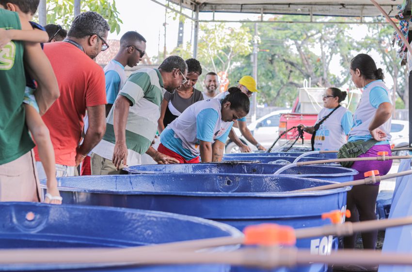  Cabo realiza Feira do Peixe Vivo na Semana Santa com venda direta do produtor Evento acontece de 31 de março a 3 de abril e deve comercializar cerca de cinco toneladas de pescado fresco