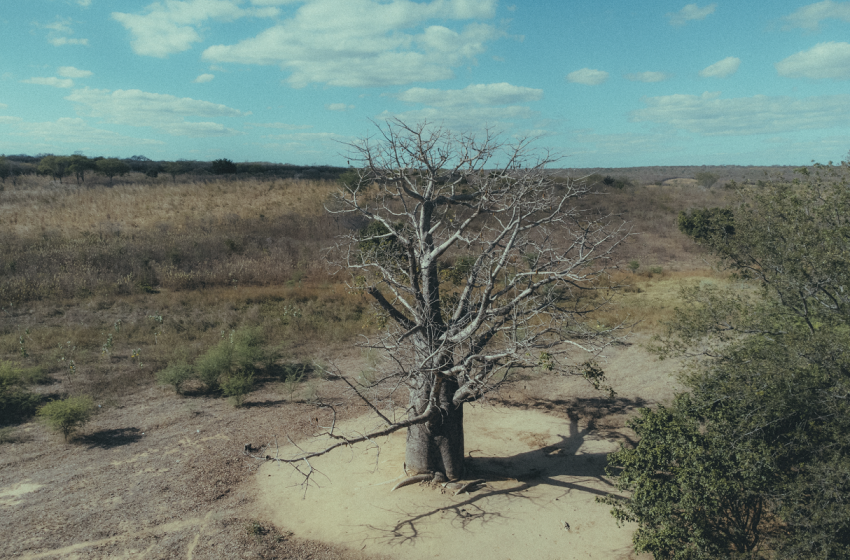  Exposição virtual “Mukua” revela olhar inédito sobre os baobás de Pernambuco e sua ancestralidade Projeto fotográfico de Mateus Guedes e Ana Sofia reúne registros artísticos de árvores centenárias e destaca memória, resistência negra e patrimônio cultural em Pernambuco