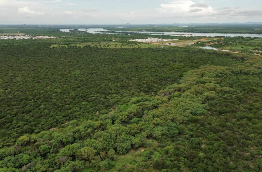  Acordo fortalece recuperação da Caatinga e amplia agenda ambiental em Pernambuco Parceria entre WRI Brasil e Governo do Estado estabelece bases para restaurar vegetação nativa e combater desertificação no Semiárido