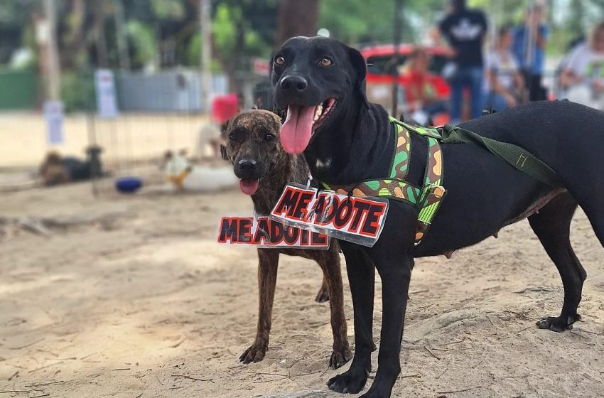  Feira Criativa Romã estreia em Olinda com programação gratuita neste domingo Evento reúne 30 expositores, música ao vivo, gastronomia e adoção de animais em Casa Caiada