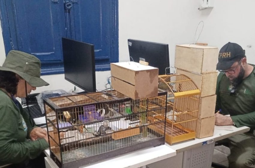  CPRH resgata 156 aves silvestres e aplica R$ 80 mil em multas durante operação no Recife Ação na feira do Cordeiro apreendeu espécies nativas e exóticas, resultou em TCOs, apreensão de veículo e encaminhamento dos animais ao Cetras para reabilitação e soltura