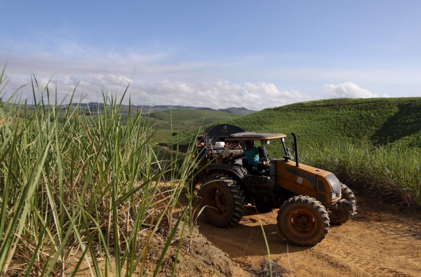  Governo de Pernambuco adquire 18 mil toneladas de fertilizantes para apoiar agricultura familiar canavieira Iniciativa do IPA beneficiará cerca de 10 mil pequenos produtores da Zona da Mata com foco no aumento da produtividade e fortalecimento da economia rural